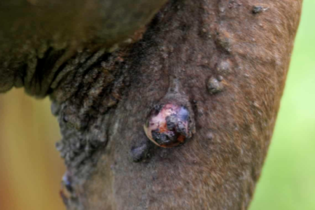 Sarkoid beim Pferd &ndash; Hauttumoren